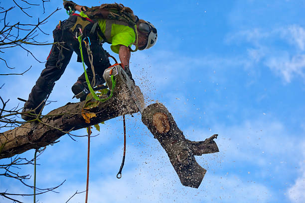 How Our Tree Care Process Works  in  Footville, WI